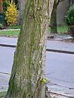 foto bomen: Gewone_vleugelnoot__Pterocarya_fraxinifolia__Caucasian_wingnut 