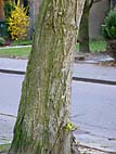 foto bomen: Gewone_vleugelnoot__Pterocarya_fraxinifolia__Caucasian_wingnut