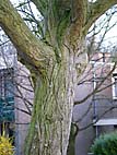 foto bomen: Gewone_vleugelnoot__Pterocarya_fraxinifolia__Caucasian_wingnut