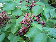 foto bomen: Gewone_vlier__Sambucus_nigra__Black_elderberry 