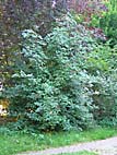foto bomen: Gewone_vlier__Sambucus_nigra__Black_elderberry 