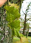 foto bomen: Goudiep__Ulmus_hollandica__Golden_elm 