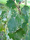 foto bomen: Grauwe_abeel__Populus_canescens__Grey_poplar 