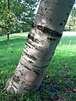 foto bomen: Grauwe_abeel__Populus_canescens__Grey_poplar
