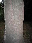 foto bomen: Grauwe_abeel__Populus_canescens__Grey_poplar