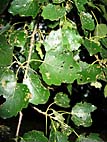 foto bomen: Grauwe_abeel__Populus_canescens__Grey_poplar