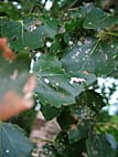 foto bomen: Grauwe_abeel__Populus_canescens__Grey_poplar 