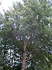 foto bomen: Grauwe_abeel__Populus_canescens__Grey_poplar 