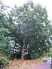 foto bomen: Grauwe_abeel__Populus_canescens__Grey_poplar