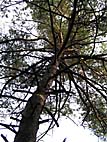 foto bomen: Grove_den__Pinus_sylvestris__Scotch_pine 