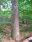 foto bomen: Grove_den__Pinus_sylvestris__Scots_pine