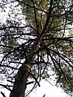 foto bomen: Grove_den__Pinus_sylvestris__Scots_pine