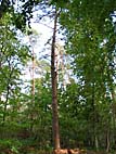 foto bomen: Grove_den__Pinus_sylvestris__Scots_pine