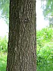 foto bomen: Hartbladige_els__Alnus_cordata__Italian_Alder