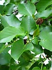 foto bomen: Hartbladige_els__Alnus_cordata__Italian_Alder