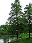 foto bomen: Hartbladige_els__Alnus_cordata__Italian_Alder