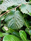 foto bomen: Hazelaar__Corylus_avellana__European_filbert