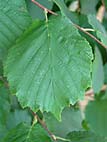 foto bomen: Hazelaar__Corylus_avellana__European_filbert