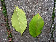 foto bomen: Hollandse_iep__Ulmus_hollandica__Dutch_Elm
