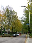 foto bomen: Hollandse_iep__Ulmus_hollandica__Dutch_Elm 