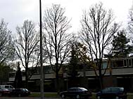 foto bomen: Hollandse_iep__Ulmus_hollandica__Dutch_Elm