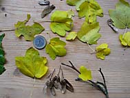 foto bomen: Italiaanse_esdoorn__Acer_opalus__Italian_maple 