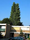 foto bomen: Italiaanse_populier__Populus_nigra__Lombardy_poplar