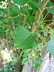 foto bomen: Italiaanse_populier__Populus_nigra__Lombardy_poplar 