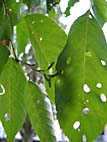 foto bomen: JapanseXKaukasische_els__Alnus_speathii__Alnus_speathii 