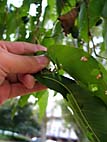 trees fruit