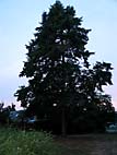 foto bomen: JapanseXKaukasische_els__Alnus_speathii__Alnus_speathii 