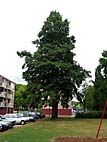 foto bomen: JapanseXKaukasische_els__Alnus_speathii__Alnus_speathii