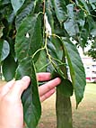 trees fruit