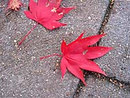 foto bomen: Japanse_esdoorn__Acer_palmatum__Japanese_maple