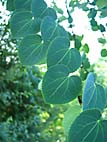 foto bomen: Katsura_boom__Cercidiphyllum_japonicum__Katsura_tree 