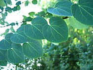 foto bomen: Katsura_boom__Cercidiphyllum_japonicum__Katsura_tree 