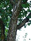 foto bomen: Katsura_boom__Cercidiphyllum_japonicum__Katsura_tree 
