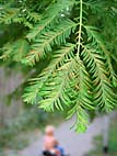 foto bomen: gymnospermsfamilie 