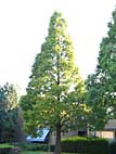 foto bomen: Metasequoia__Metasequoia__glyptostroboides__Dawn_redwood 