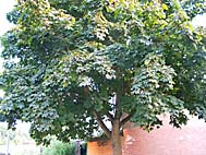 foto bomen: Noorse_esdoorn__Acer_platanoides__Norway_maple 