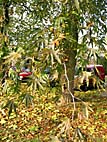 foto bomen: plataanfamilie 