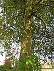 foto bomen: Oosterse_plataan__Platanus_orientalis__Oriental_planetree 