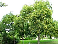 foto bomen: Pagodeboom_Honingboom__Saphora_japonica__Japanese_scholartree 