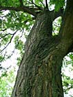 foto bomen: Pagodeboom_Honingboom__Saphora_japonica__Japanese_scholartree 