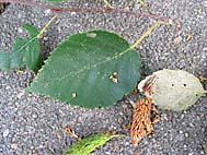 foto bomen: berkfamilie 