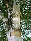 foto bomen: Papierberk__Betula_papyrifera__Paper_birch 