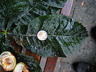 foto bomen: Rode_paardenkastanje__Aesculus_x_carnea__Red_horsechestnut 