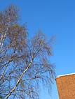 foto bomen: Ruwe_berk__Betula_pendula__European_whitebirch 