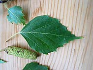 foto bomen: Ruwe_berk__Betula_pendula__European_whitebirch 