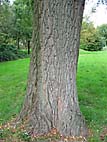 foto bomen: Schietwilg__Salix_alba__White_willow 